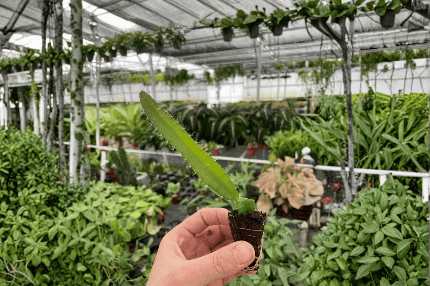 2 Edgar's Baby Dragon Fruit Starter Plants – Bare Root – Selenicereus Hybrid