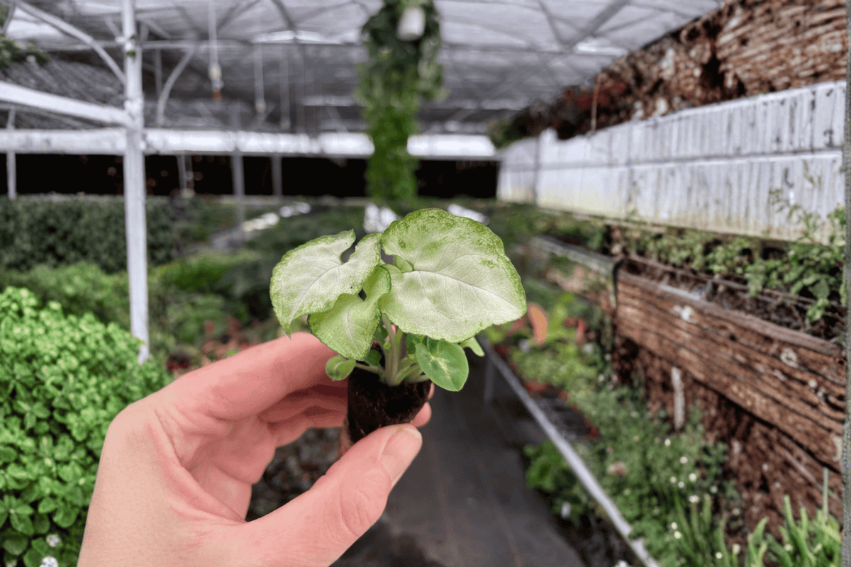 2 Syngonium 'Moonshine' Starter Plants – Bare Root Live Arrowhead Plants