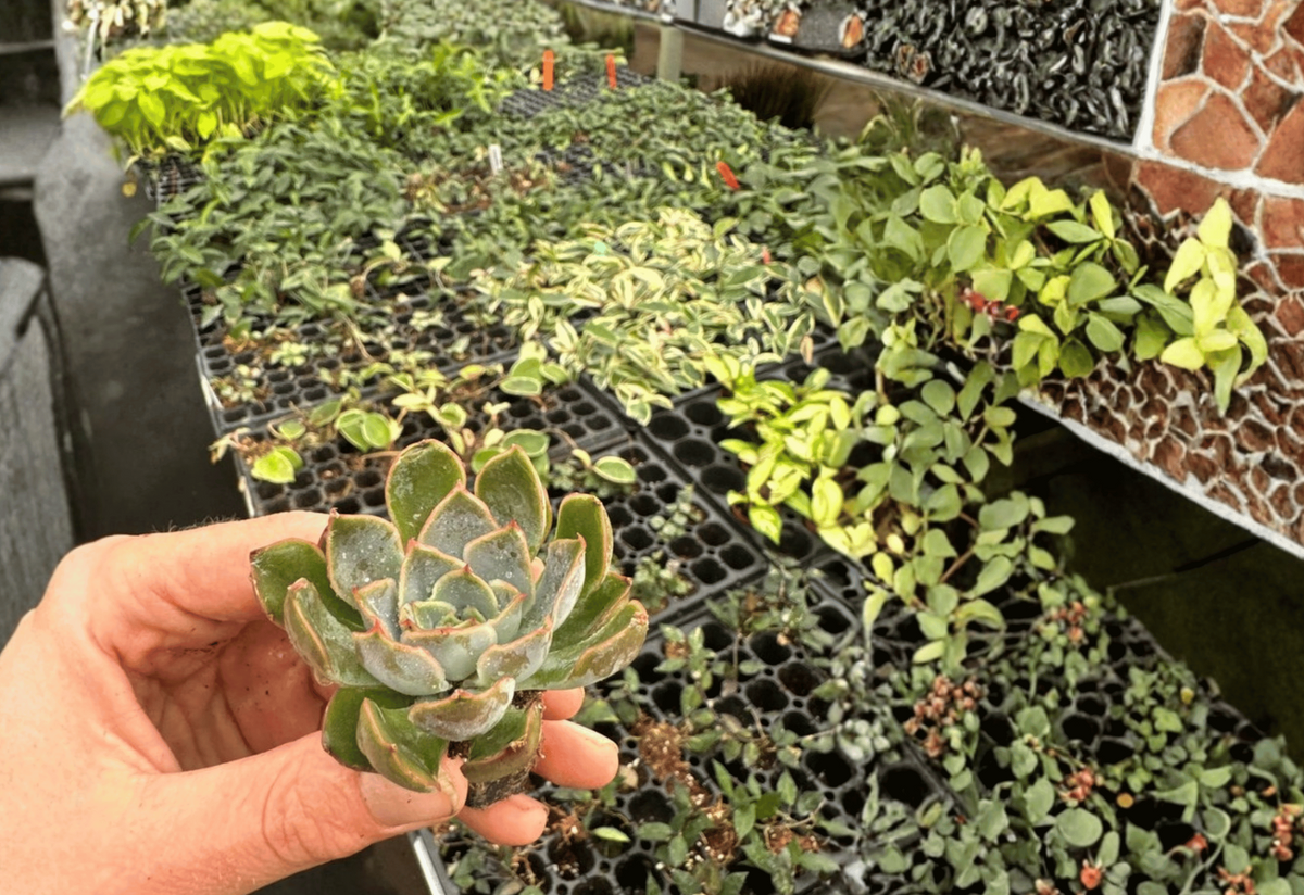 2 Echeveria Blue Speed Starter Plants – 2” Pot Size – Echeveria ‘Blue Speed’