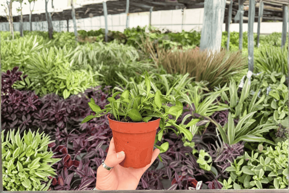 Hoya Bilobata 2 Exact Live Plants – 4-Inch Pots – Hoya bilobata
