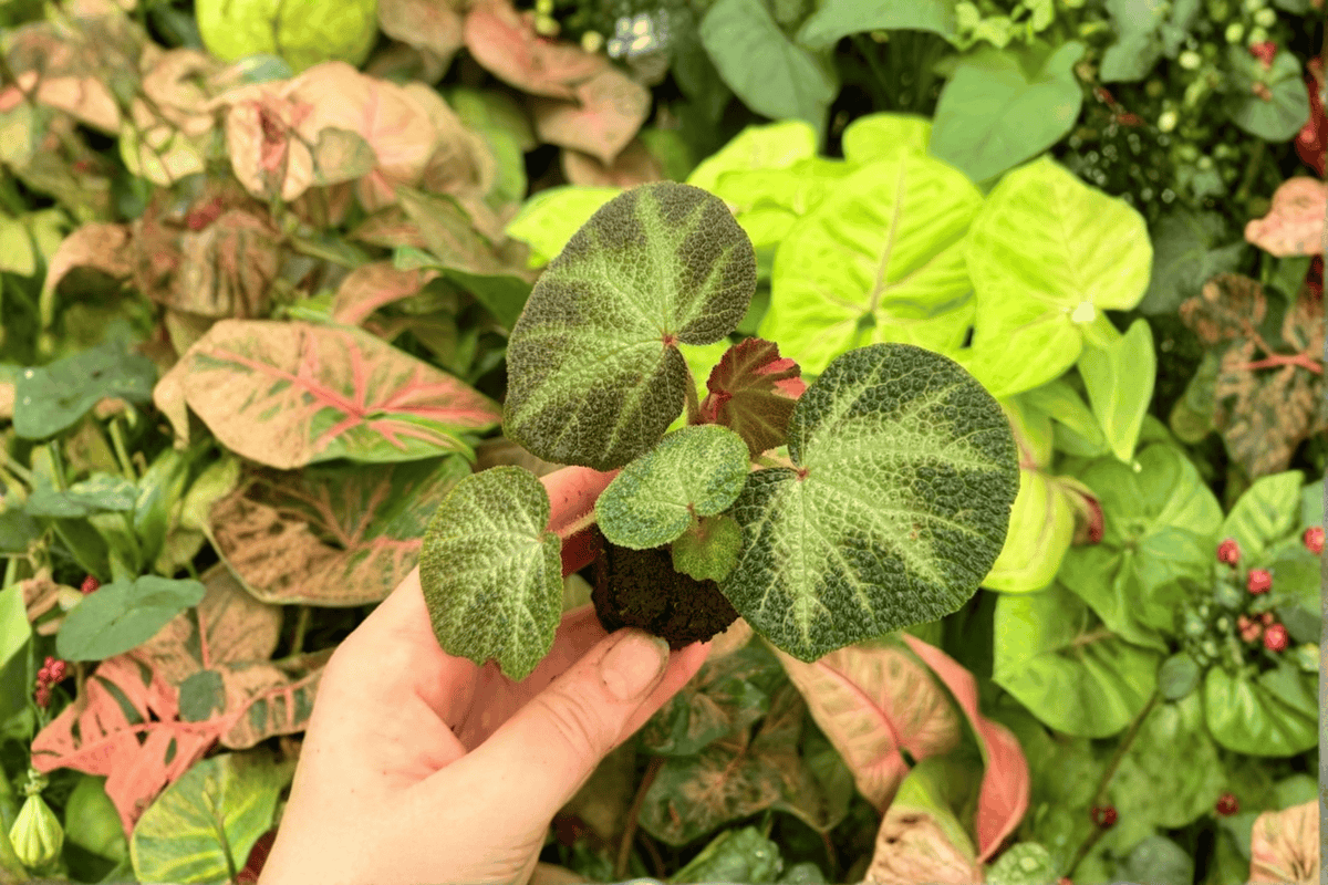 Variegated Begonia Soli-Mutata 2 Live Starter Plants – Begonia soli-mutata