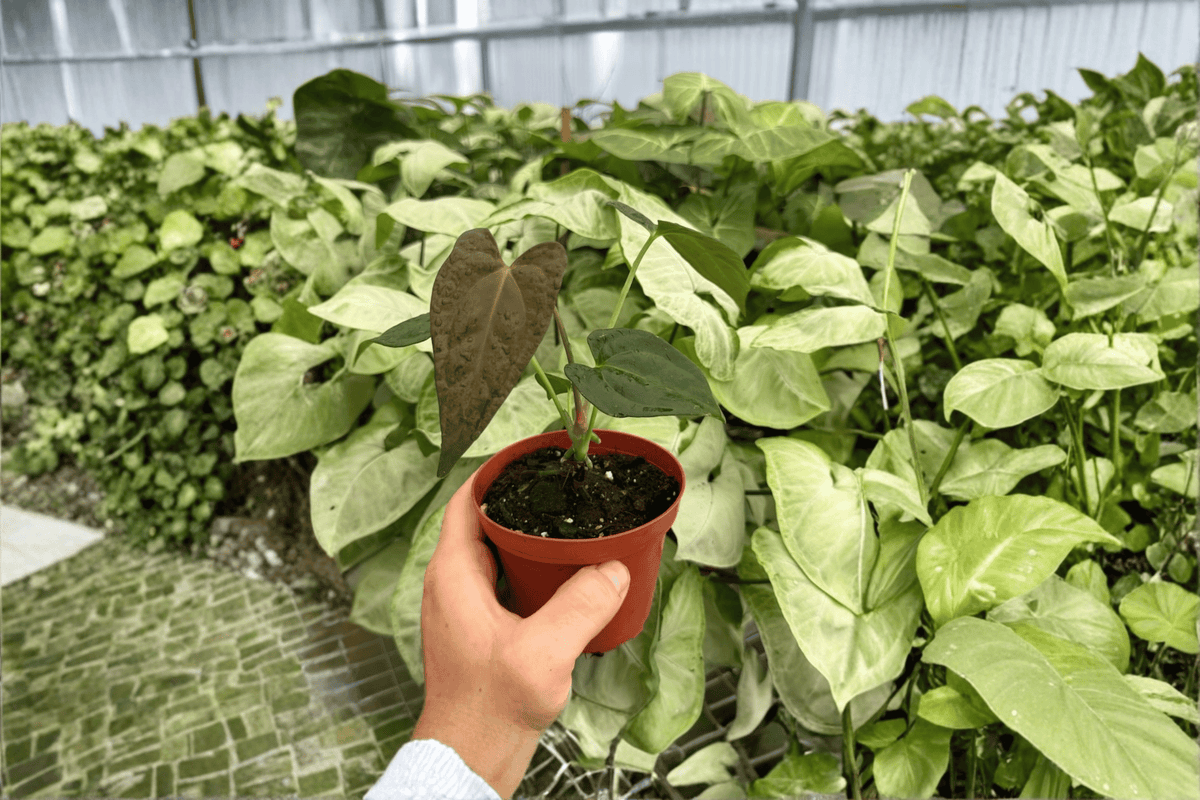 2 Anthurium Fort Sherman x Dark Silver Exact Live Plants – Specific Plants in 4” Pots