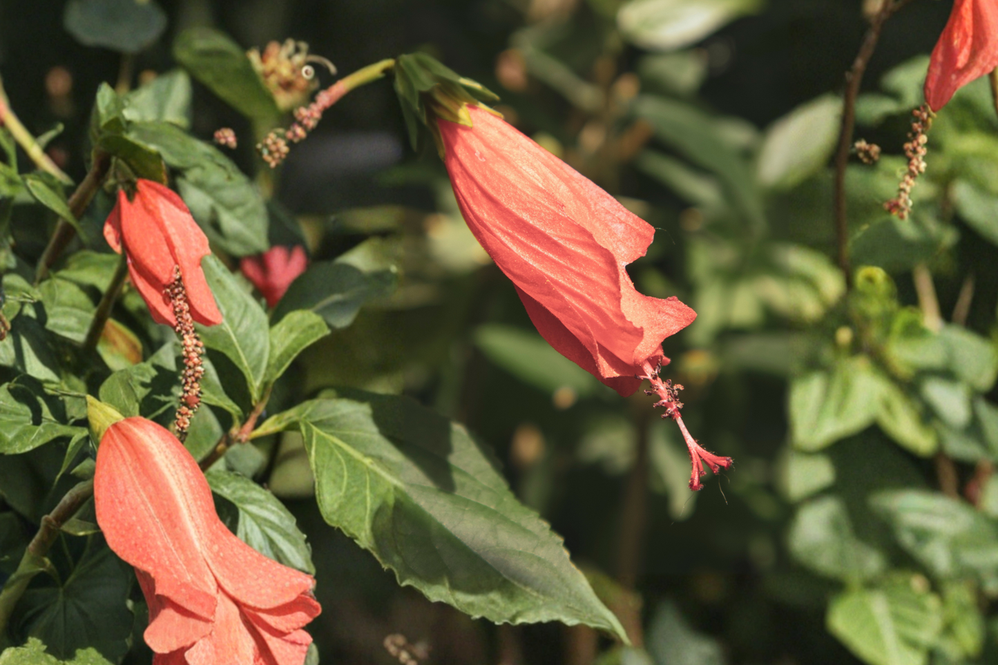 Madagascar Hibiscus Starter Live Plant 3–5 Inch Rooted Plant – Hibiscus moscheutos