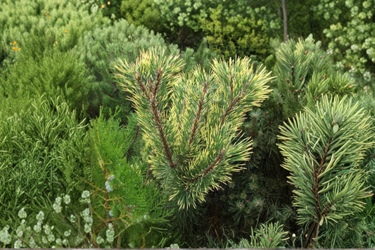 Chameleon Mugo Pine 12 Inch Live Plant 1 Gallon Pot – Pinus mugo Color Changing Evergreen Conifer Compact Garden Tree