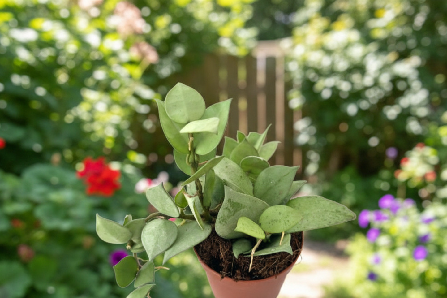 Hoya Krohniana Silver Live Plant 2 Inch Pot Rare Silver Hoya Starter Plant Rooted Houseplant Indoor Plant Gift