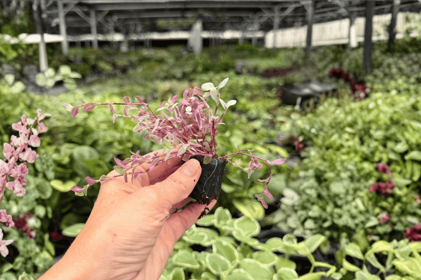 Tradescantia Pink Panther 2 Exact Live Starter Plants – Plug