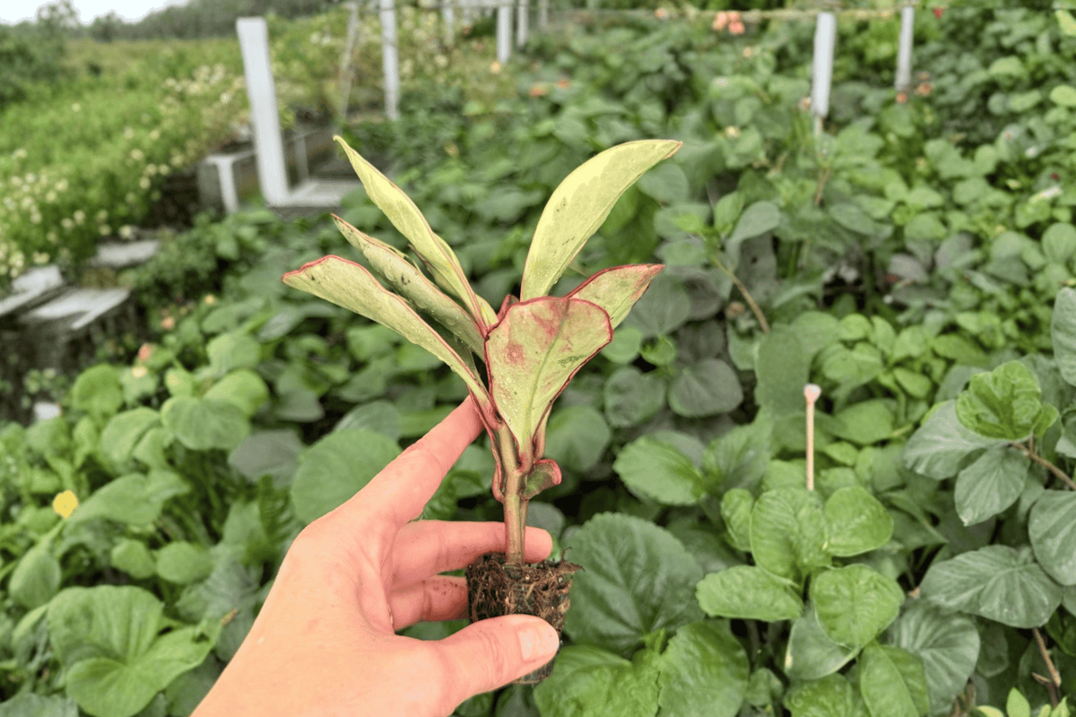 Peperomia Ginny – 2 Exact Live Starter Plants, 2-Inch Size – Peperomia clusiifolia ‘Ginny’