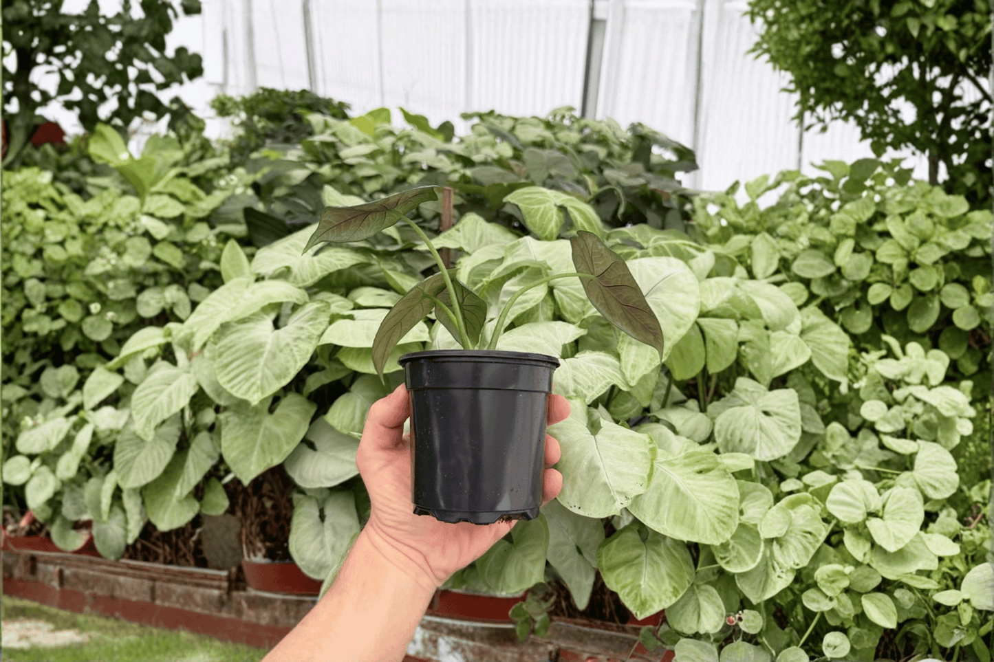 Alocasia Dragon Wings 2 Exact Live Plants – Dragon Scale x Scalprum – 4-Inch Pots