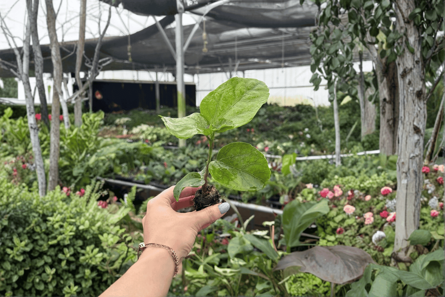 Red Planet Hibiscus 2 Live Starter Plants – 2-Inch Starter Size – Bare Root