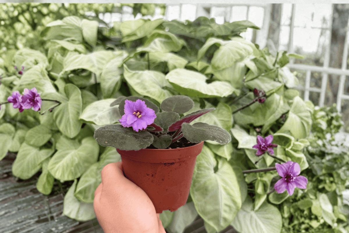 Buckeye Country Gal African Violet 2 Exact Live Plants – Streptocarpus ionanthus 4” Size