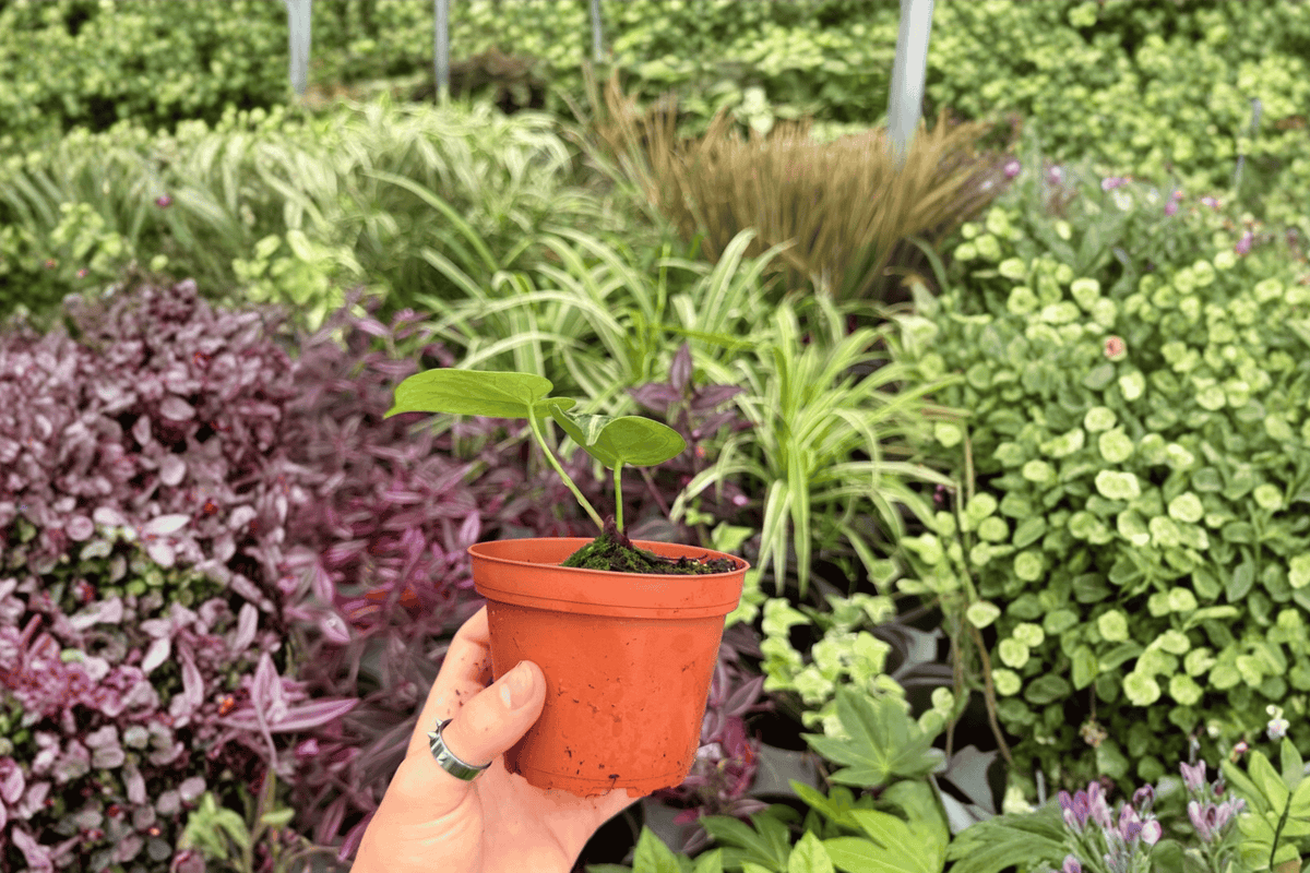 Anthurium Domino × Silver Blush 2 Exact Live Plants – Anthurium Hybrid 4” Size Bare Root