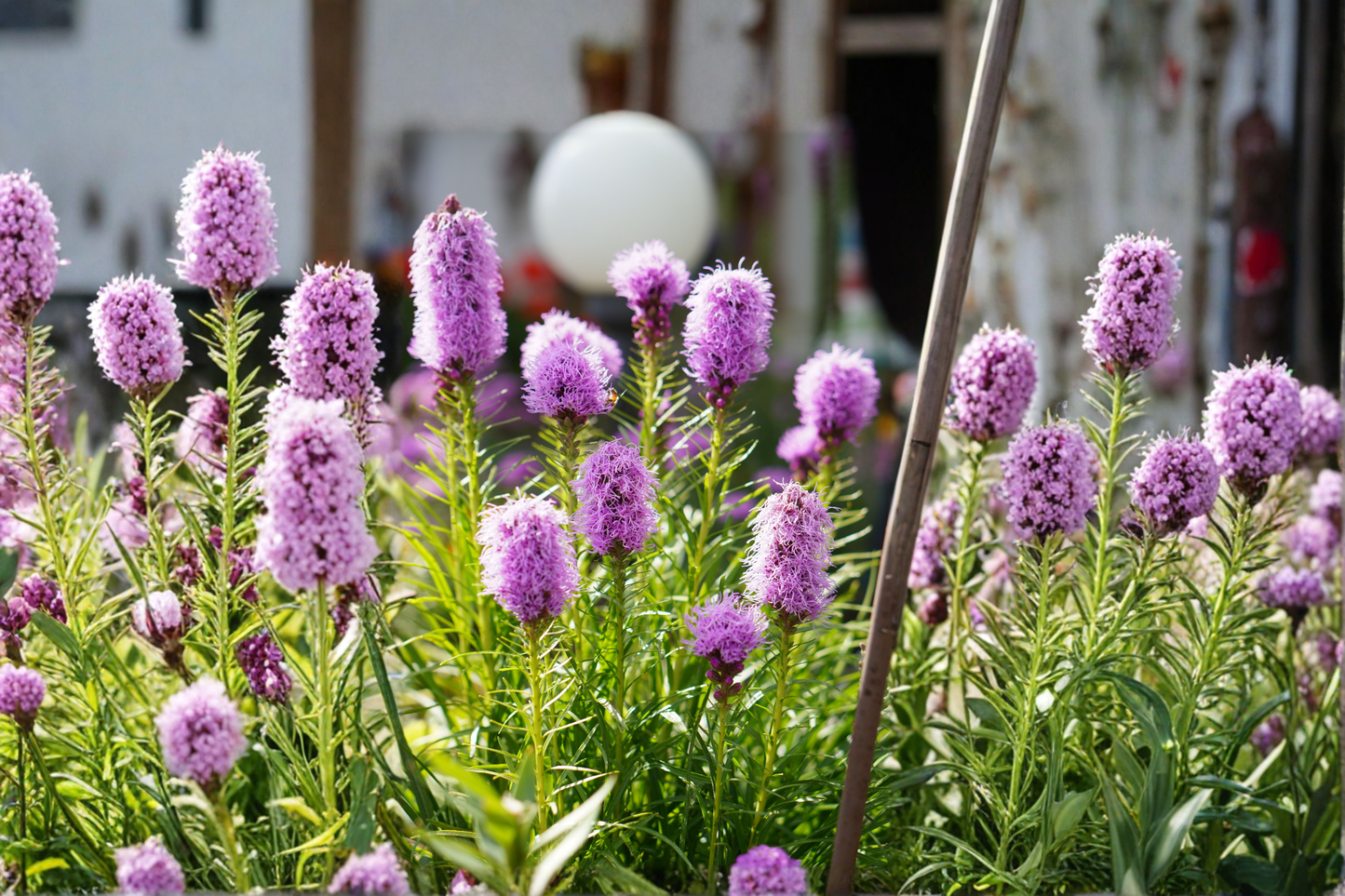 Liatris Floristan Violet Live Perennial Plugs – 4 Baby Plants (Liatris spicata 'Floristan Violet')