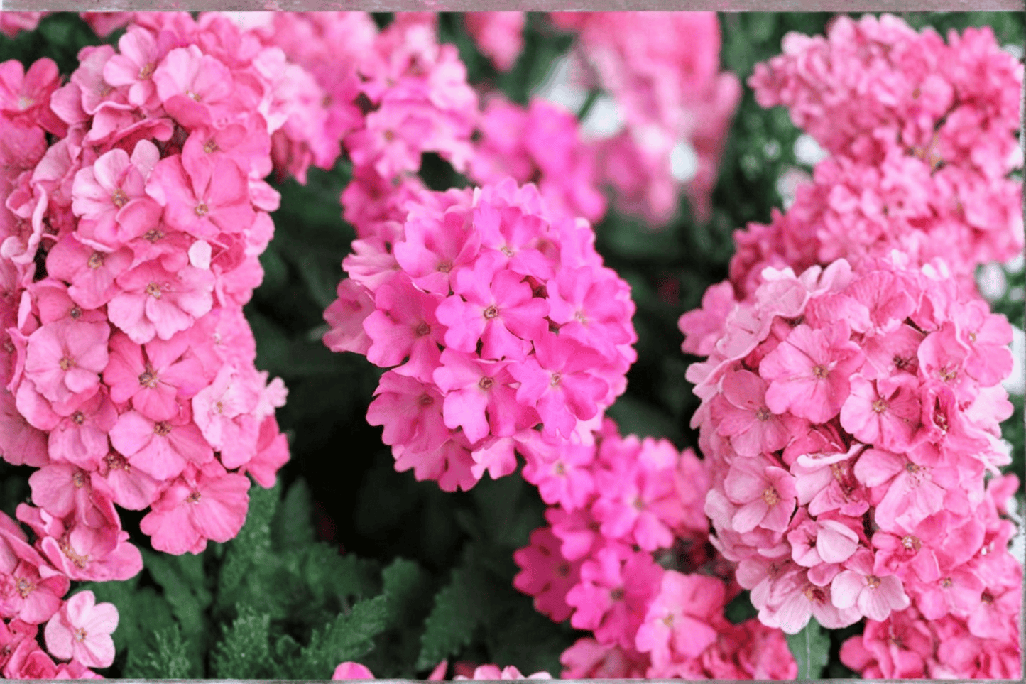 Empress Sun Pink Verbena Live Plant – 4-Inch Pot – Verbena 'Empress Sun Pink'