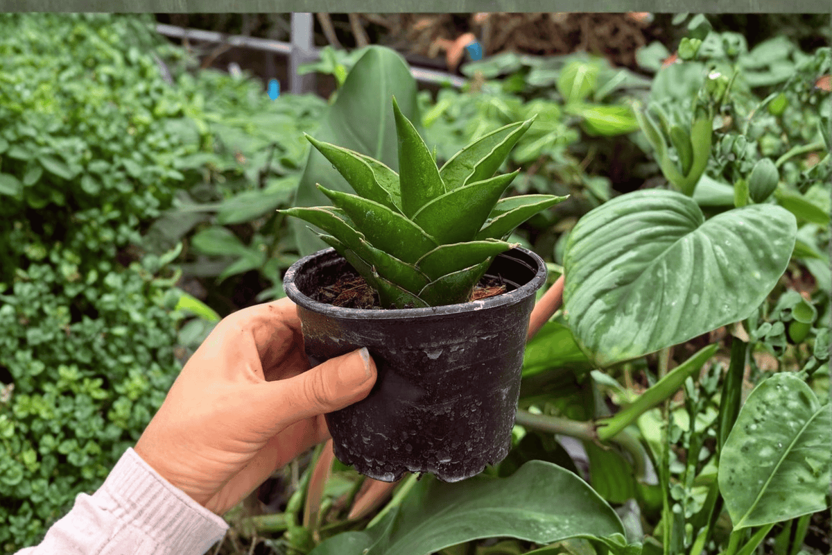 Sansevieria Jewel Crown – 2 Exact Live Plants in 4” Pots