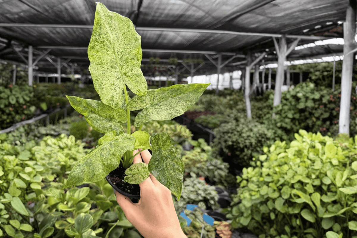 Alocasia Odora Batik Snow Variegated 2 Exact Live Plants – 4-Inch Pots