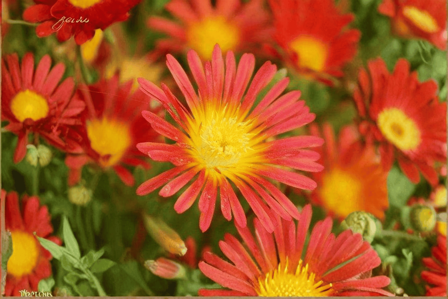 Wheels of Wonder Fire Wonder Ice Plant 1 Live Plant – 4-Inch Pot – Delosperma ‘Fire Wonder’