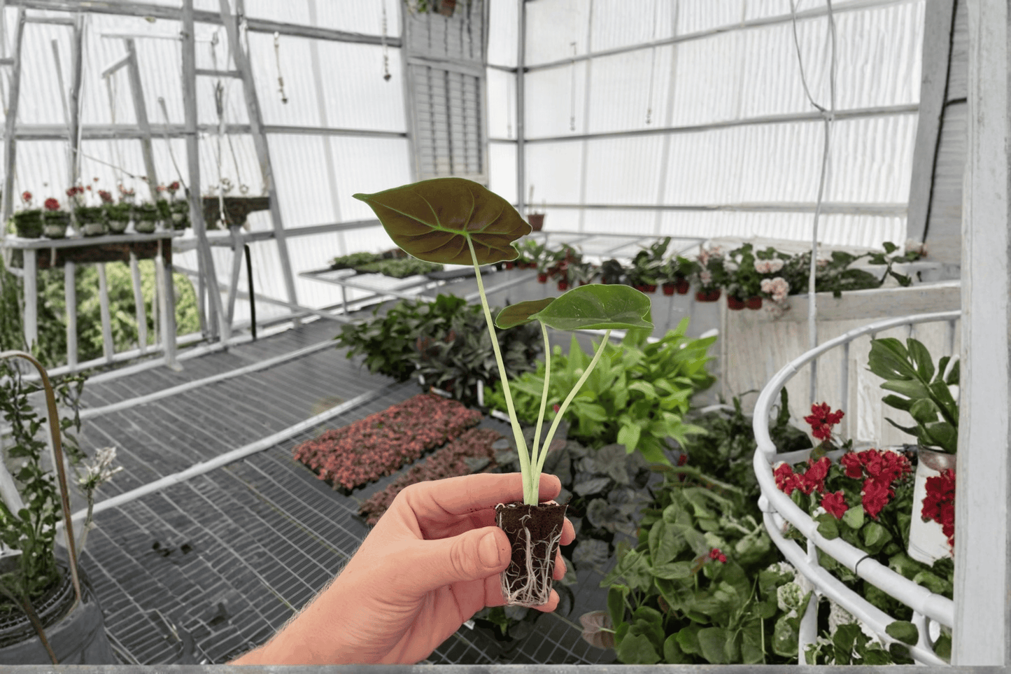 2 Alocasia Golden Bone (Frydek × Bullata) Starter Plants in Soil Pods – Alocasia 'Golden Bone'