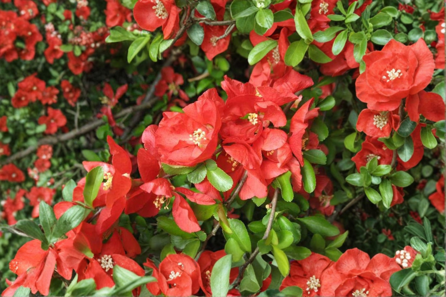 Texas Scarlet Flowering Quince Live Plant 2 Gallon Pot Red Spring Bloom Hardy Shrub Garden Landscape Plant