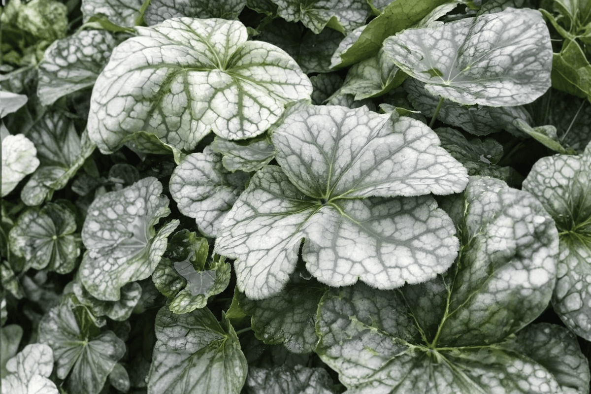 Long-Flowered Alumroot 1 Live Perennial, 1 Gallon Pot – Heuchera longiflora