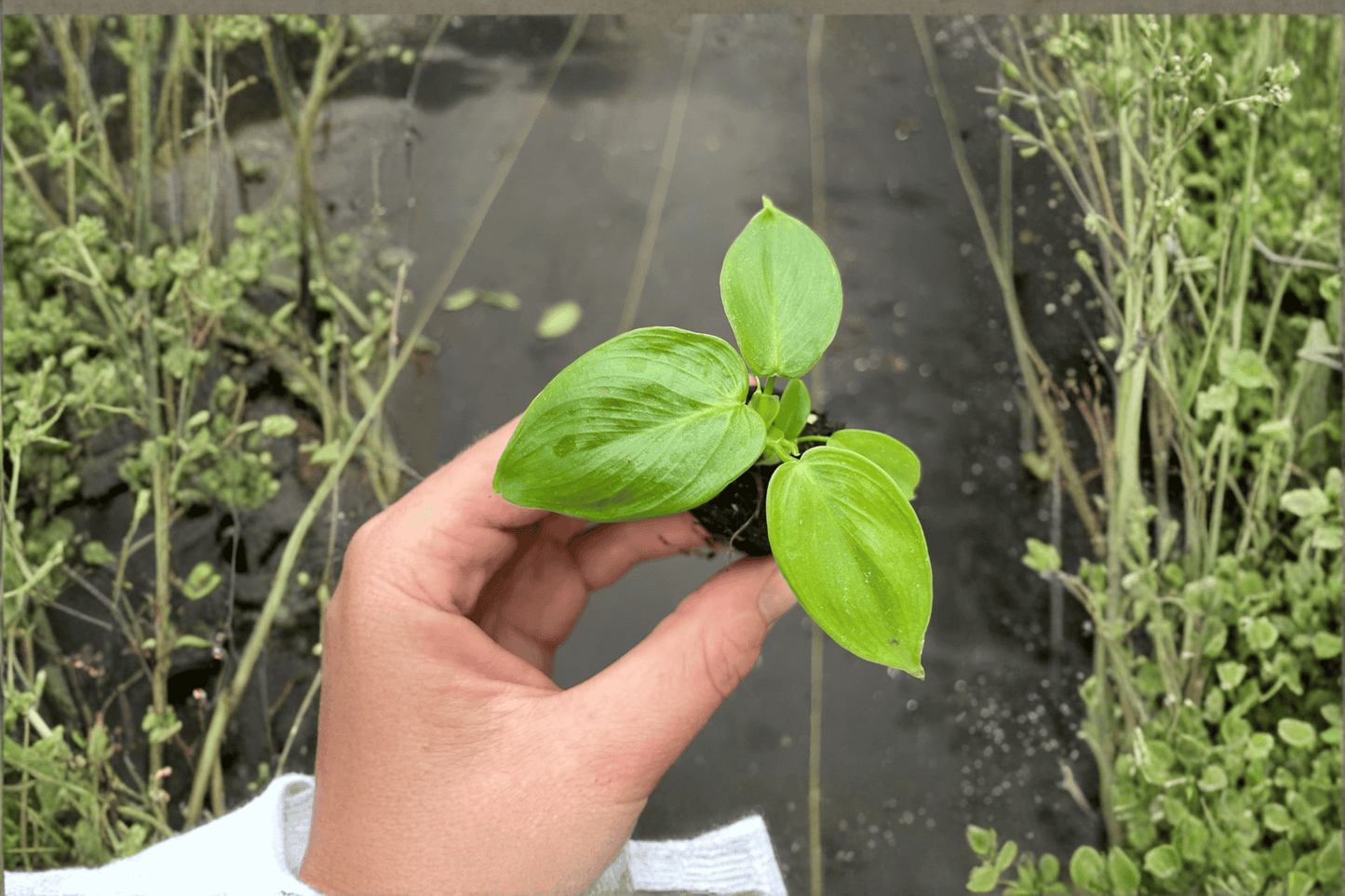 Marbled Philodendron Grazielae Live Starter Plant – 2 Plants Bare Root – Philodendron grazielae – Originally Grown in 2" Pot