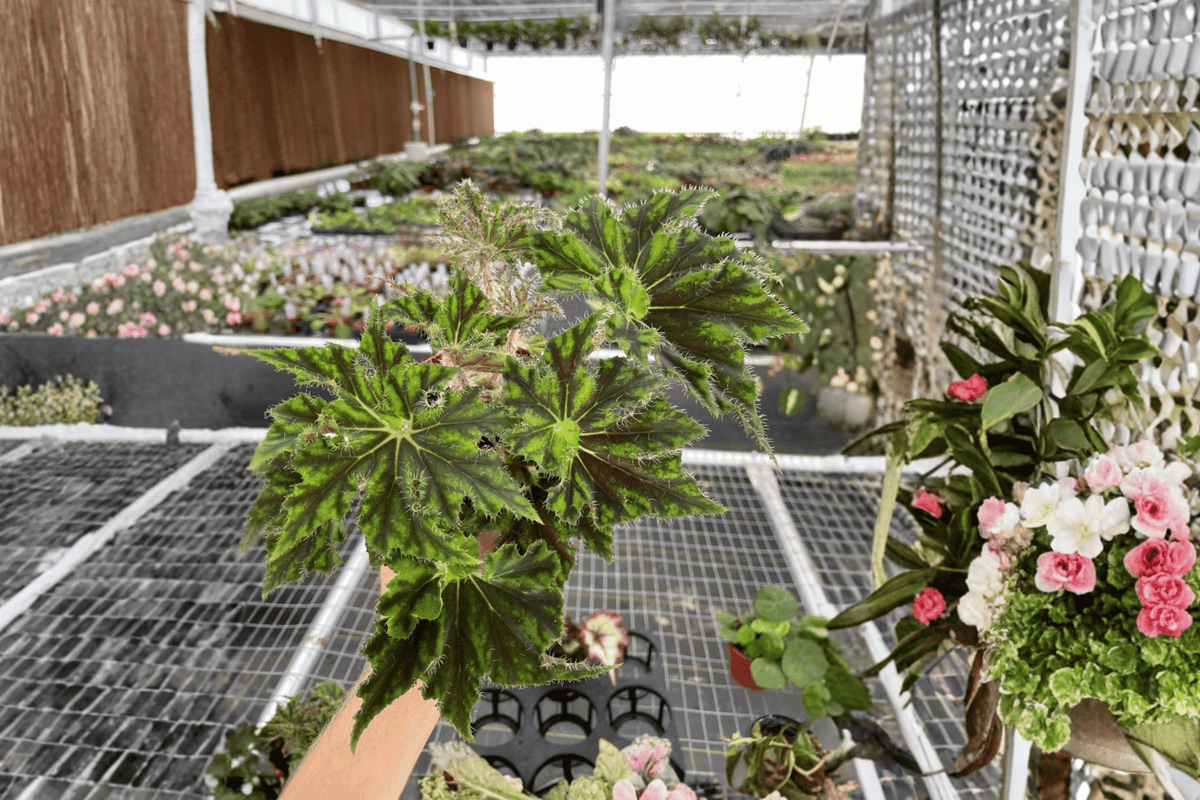 2 Begonia 'Unique' Starter Plants – Bare Root Live Begonias