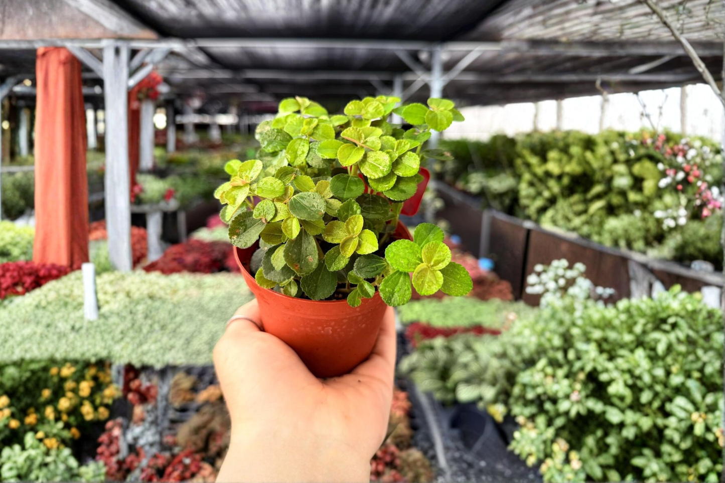 2 Exact Pilea 'Baby Tears' Live Plants – 4-Inch Potted Houseplants