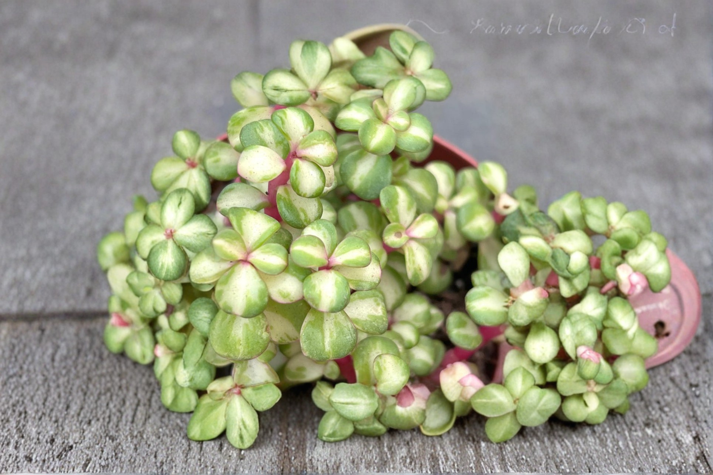 Variegated Elephant Bush Live Plant Portulacaria Afra Succulent 4 Inch Pot Indoor Outdoor Pet Safe Houseplant