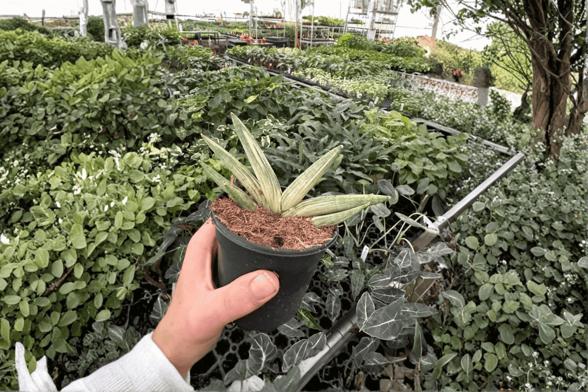 2 Variegated Starfish Sansevieria Live Plants in 4-Inch Pots – Dracaena angolensis ‘Boncel’
