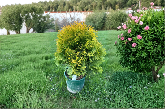 Gold Drop Arborvitae Live Plant 1 Gallon Pot – Thuja occidentalis Dwarf Evergreen Shrub Golden Foliage Garden