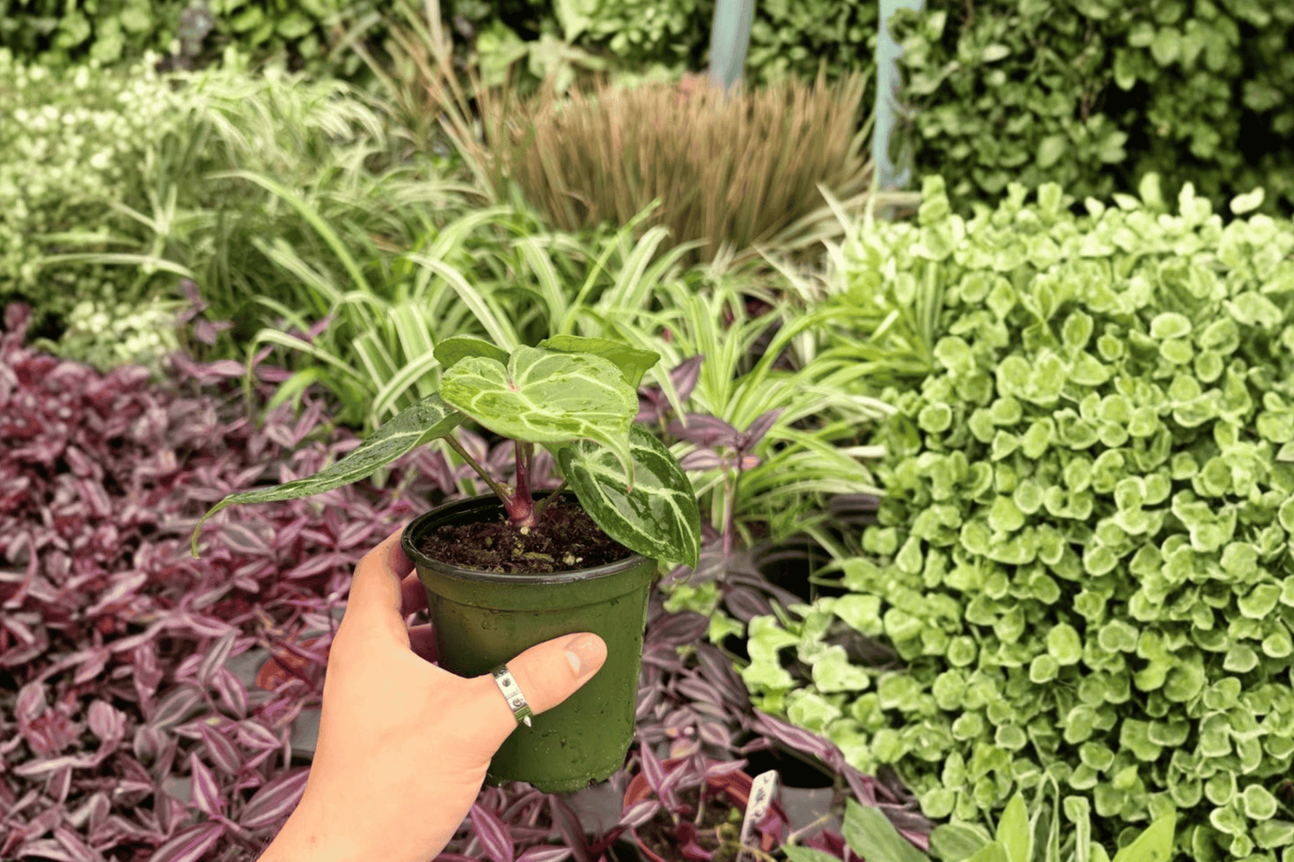 Anthurium Hoffmanii x Red HU 2 Exact Live Plants – 4-Inch Pots – Anthurium Hybrid