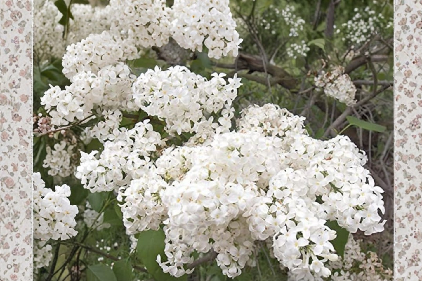 Betsy Ross Lilac Live Plant 1 Gallon – Syringa x oblata Fragrant White Flowering Shrub Garden Plant