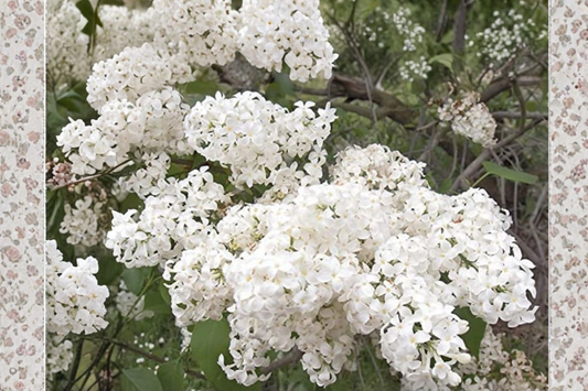 Betsy Ross Lilac Live Plant 1 Gallon – Syringa x oblata Fragrant White Flowering Shrub Garden Plant