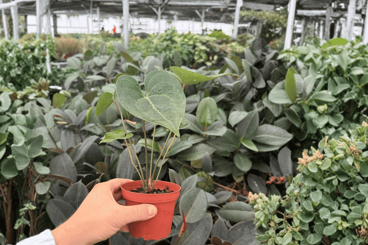 Anthurium Clarinervium Hybrid 2 Exact Live Plants – Anthurium clarinervium Hybrid 4” Size Bare Root