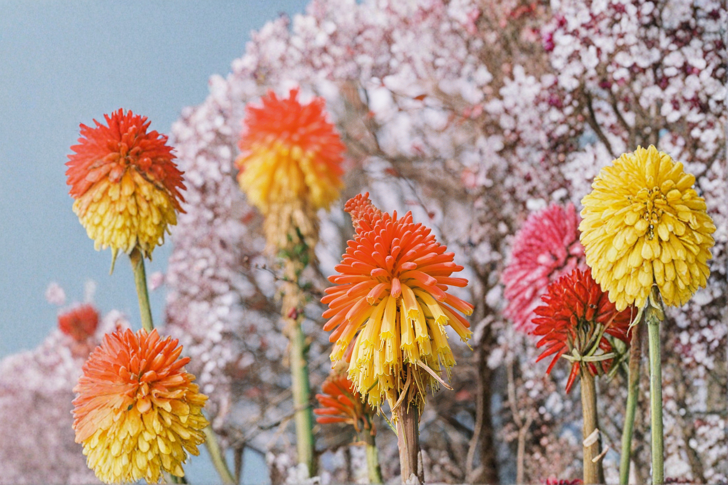 Solar Flare Red Hot Poker Live Plants 3 Rooted Starters in 1 Qt Pots Kniphofia Perennial Flower Garden Plants