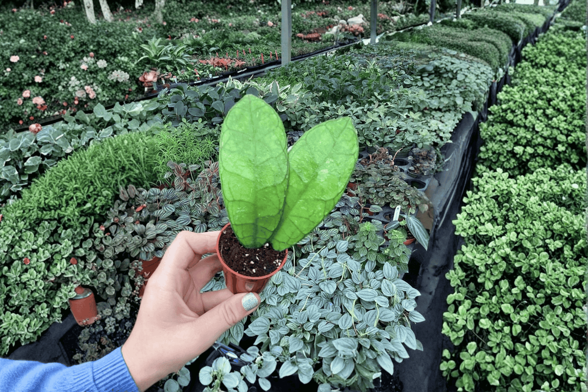 Hoya callistophylla 2 Live Starter Plants – 2-Inch Nursery Size – Hoya callistophylla