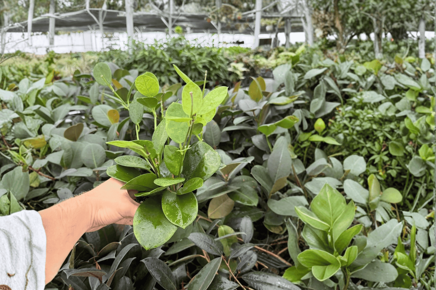 Hoya australis 2 Exact Live Plants – Specific 4-Inch Pots