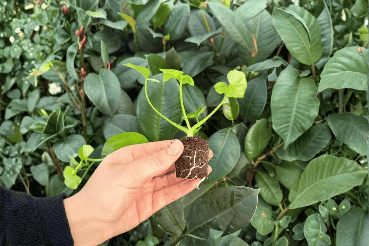2 Exact Plant Philodendron Hope Aurea Variegated Starter Plants – Thaumatophyllum bipinnatifidum
