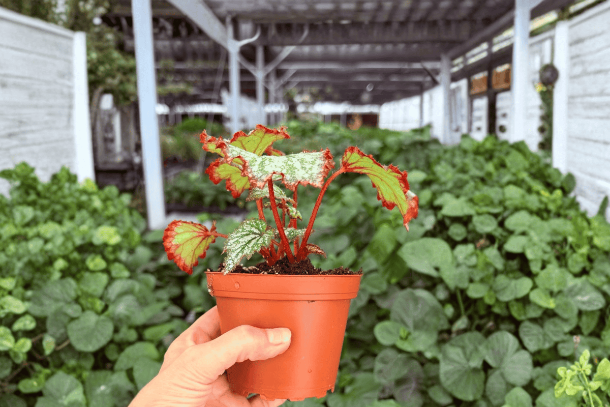Harmony’s Reign of Fire Begonia 2 Exact Live Plants – Specific 4-Inch Pots – Begonia ‘Harmony’s Reign of Fire’