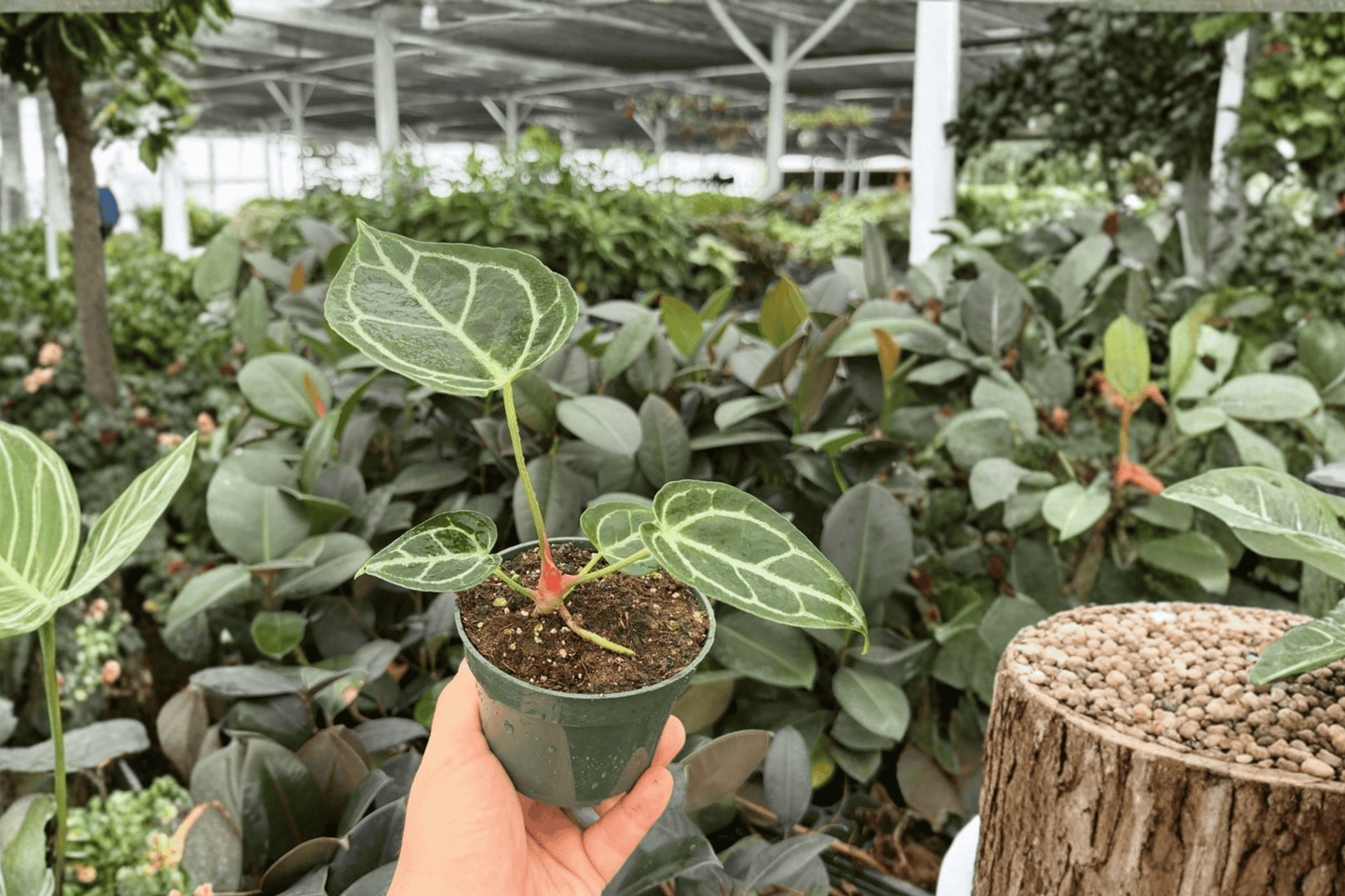 Anthurium Crystal x Golden 2 Exact Live Plants – 4-Inch Pots – Anthurium Hybrid
