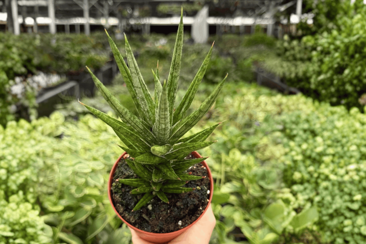 Sansevieria Francisii 2 Exact Live Plants – 4-Inch Pots – Dracaena francisii