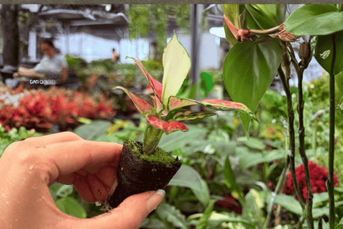 2 Exact Plant Aglaonema Sunrise Red Starter Plants – Specific Plants