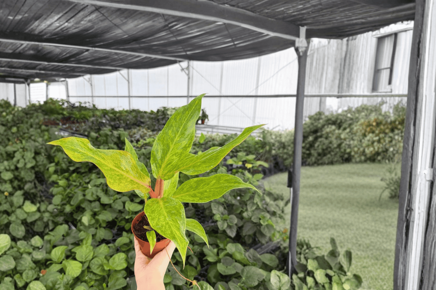 Philodendron Orange Marmalade 2 Exact Live Plants – 4-Inch Pots