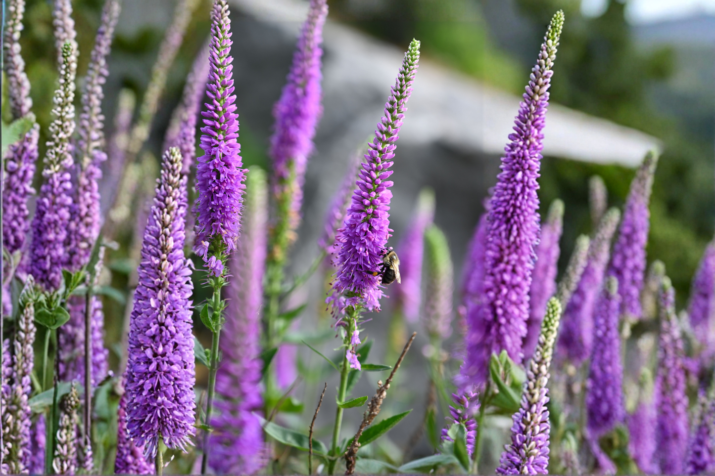 Veronica Speedwell Live Plug Plant – Pink Flowering Perennial – Well-Rooted Starter