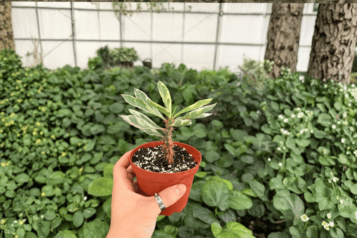 Variegated Crown of Thorns 2 Exact Live Plants – 4-Inch Pots – Euphorbia milii