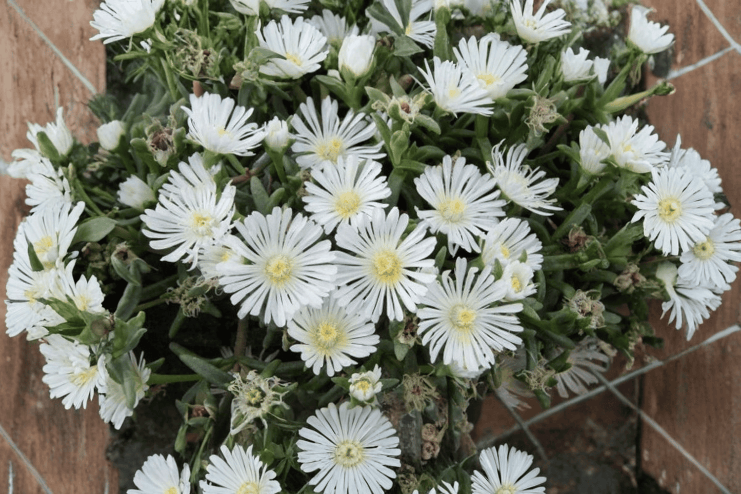 Wheels of Wonder White Wonder Ice Plant 1 Live Plant – 4-Inch Pot – Delosperma ‘White Wonder’