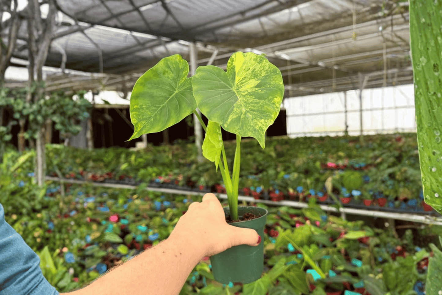 2 Alocasia gageana 'Aurea' Live Plants – 4-Inch Pots – Variegated Alocasia