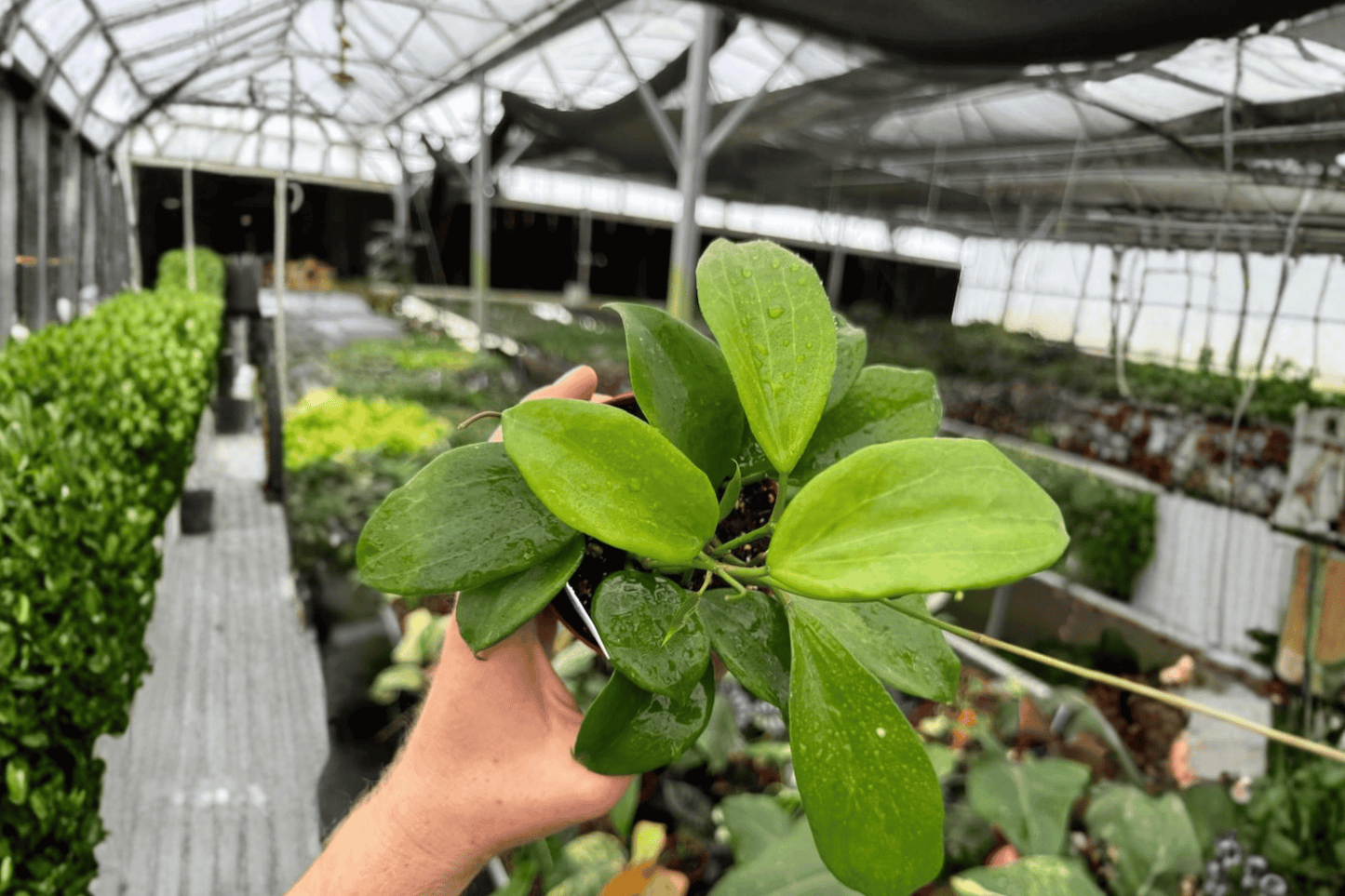 2 Hoya quinquenervia Live Plants in 4-Inch Pots – Tropical Wax Plant