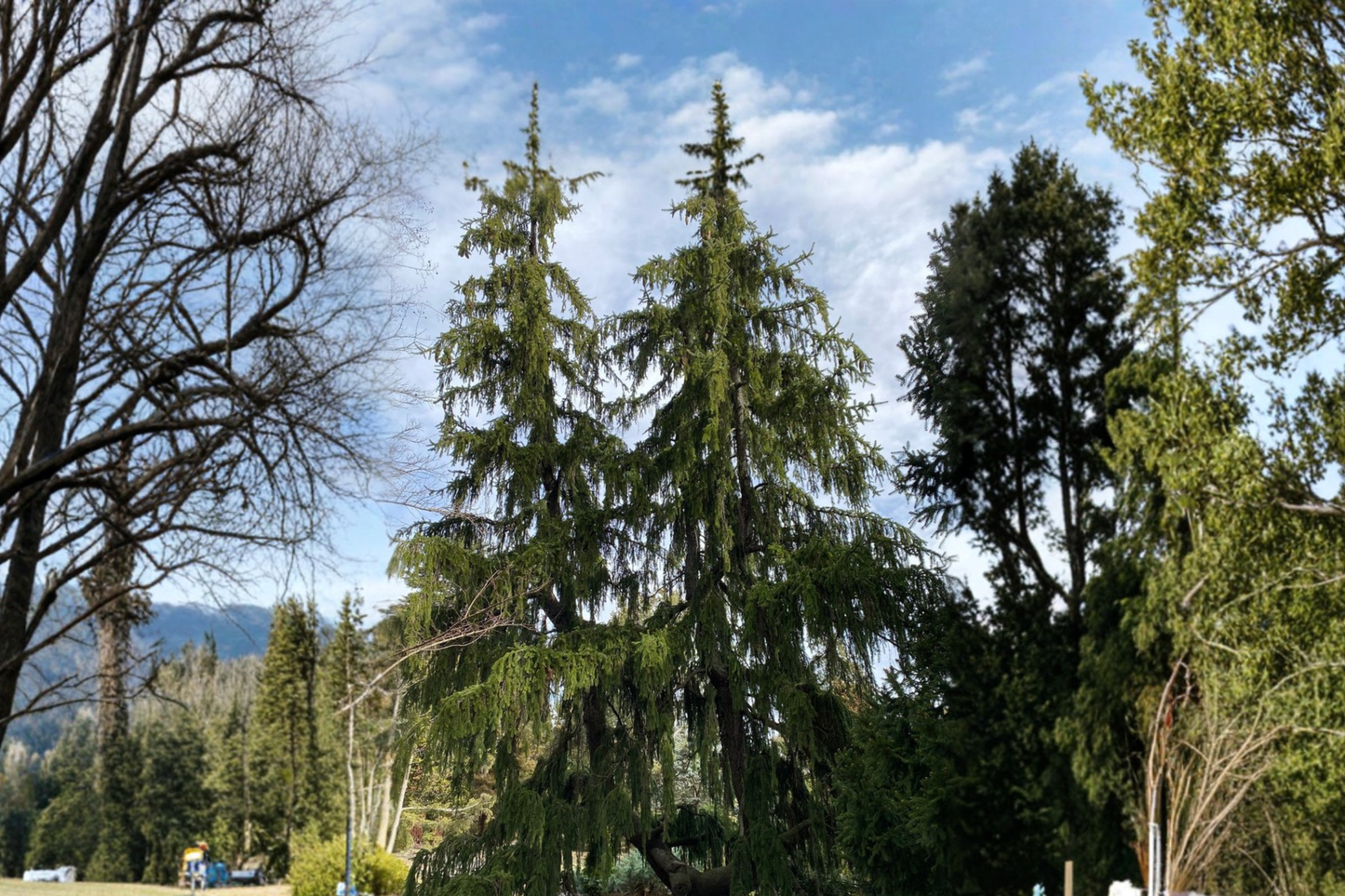 Pendula Weeping Norway Spruce Live Plant 18 Inch Tall – Picea abies Evergreen Tree 1 Gallon Pot Garden Landscape