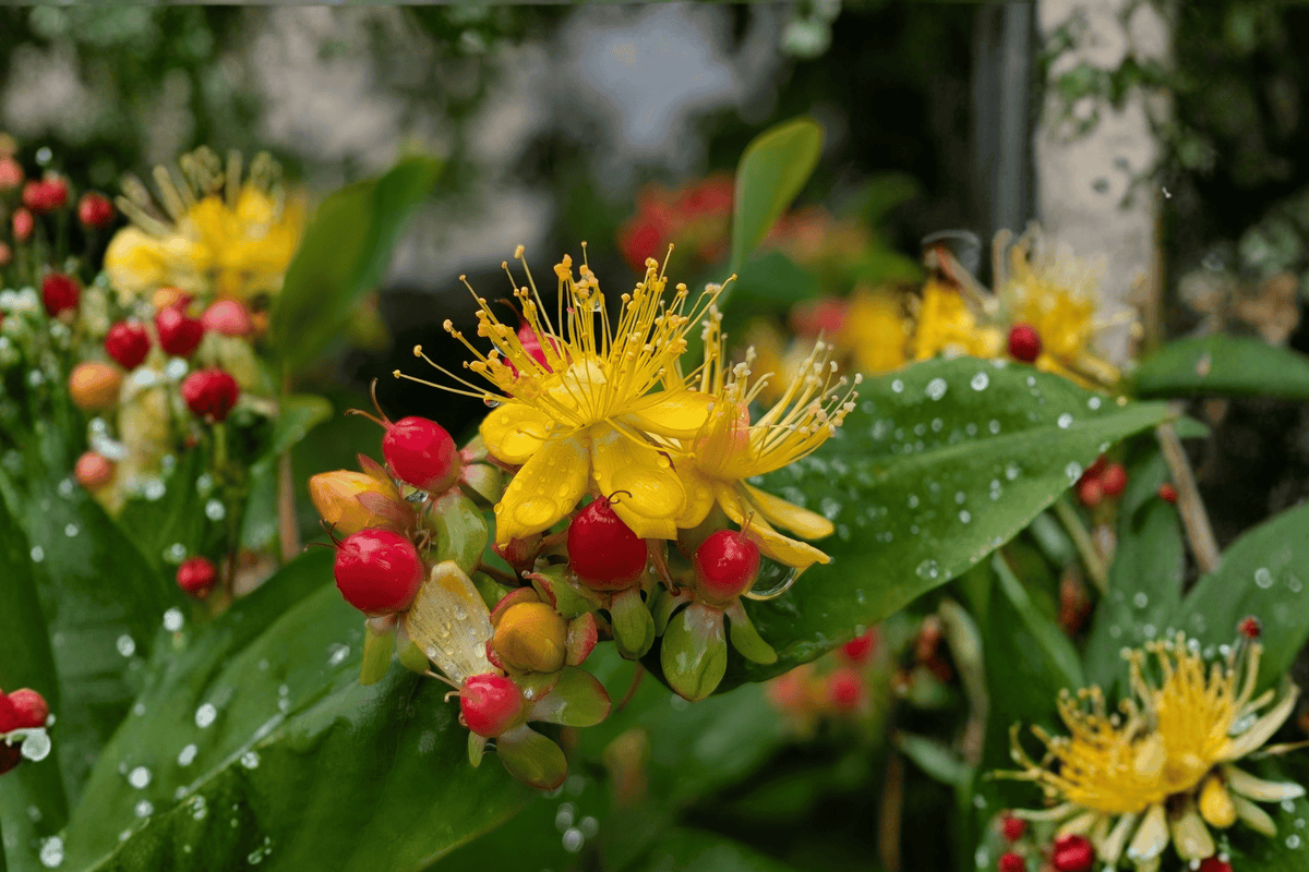 Gemo St. John's Wort 1 Live Flowering Shrub, 2 Gallon Pot – Hypericum kalmianum ‘Gemo’