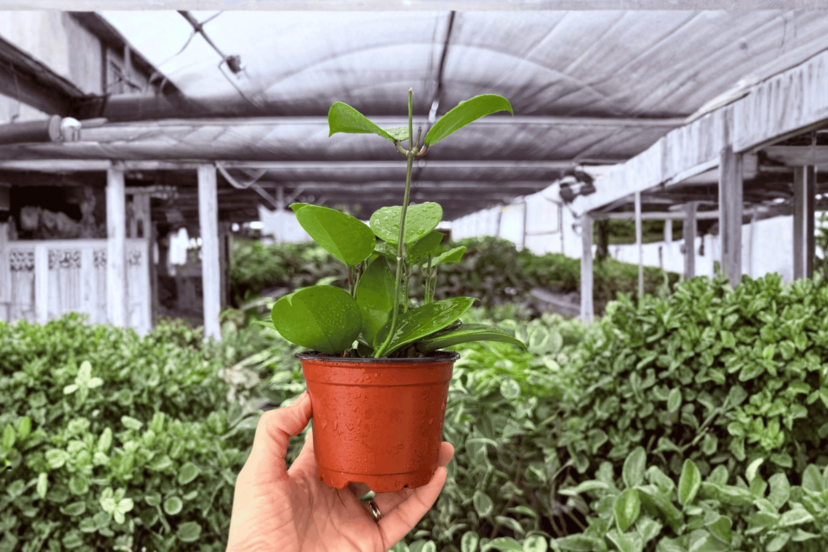 Hoya Parasitica Splash 2 Exact Live Plants – Hoya parasitica 4” Size Bare Root
